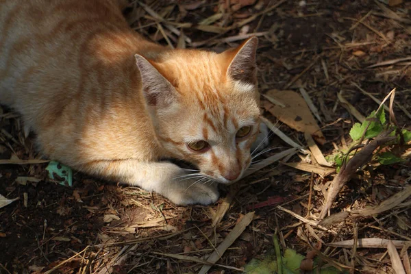 Nahaufnahme Einer Orangefarbenen Katze Park — Stockfoto
