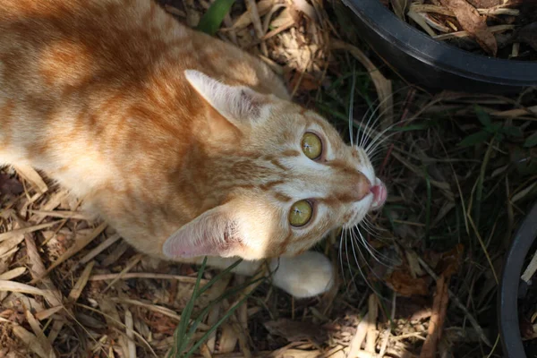 Nahaufnahme Einer Orangefarbenen Katze Park — Stockfoto