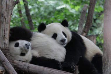 Mutlu Küçük Panda Anne Göbeğinde Uyuyor, Chengdu Panda Üssü, Çin