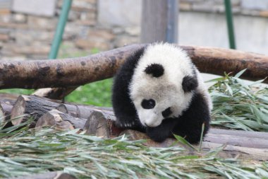 Küçük bebek panda avluyu keşfediyor, BiFengXia, Çin