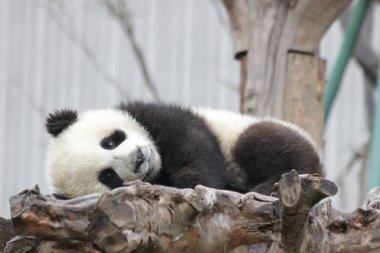 Küçük bebek panda avluyu keşfediyor, BiFengXia, Çin