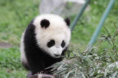 Avluda oynak küçük panda Wolong Panda Üssü, Çin