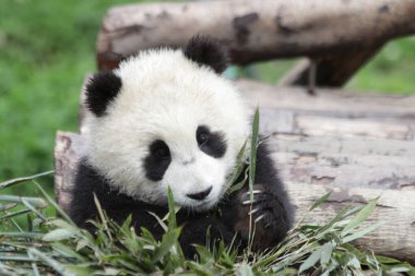 Bahçedeki Küçük Panda, Wolong Panda Üssü, Çin