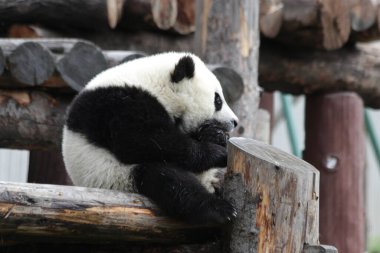 Küçük Panda 'nın komik pozu, Wolong Panda Üssü, Çin