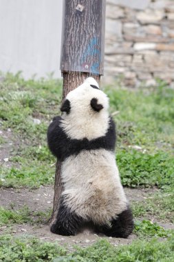Küçük Panda 'nın komik pozu, Wolong Panda Üssü, Çin