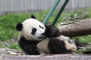 Küçük Panda 'nın komik pozu, Wolong Panda Üssü, Çin