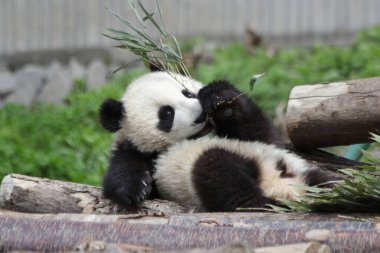 Küçük Panda 'nın komik pozu, Wolong Panda Üssü, Çin