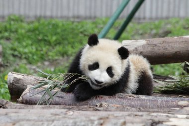 Küçük Panda 'nın komik pozu, Wolong Panda Üssü, Çin