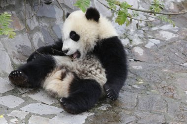 Küçük Panda Yard, Çin 'de eğleniyor.