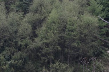 Dağlık bir bölgenin karakteristiği olan sık bir orman.