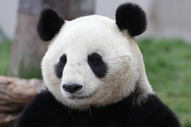 Fluffy Panda Wolong Panda Üssü, Çin