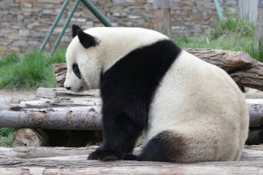 Panda Cenneti 'nde Pluffy Panda, Çin