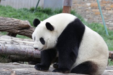 Panda Cenneti 'nde Pluffy Panda, Çin