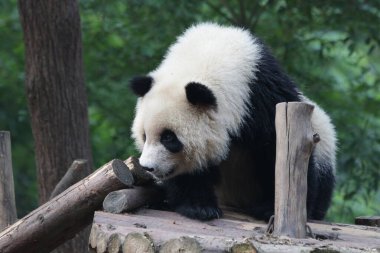 Chengdu Panda Üssündeki Yumuşak Küçük Panda