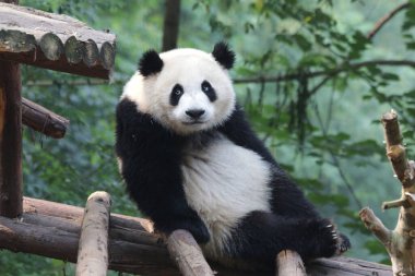 Chengdu Panda Üssündeki Dev Panda 'nın komik pozu, Panda gözlerini deviriyor.