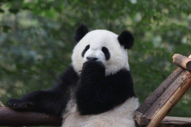 Chengdu Panda üssündeki küçük pandanın komik duruşu, pençeleriyle dudaklarını kapatıyor.