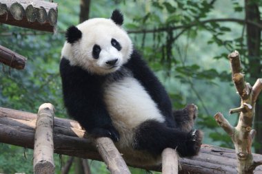 Chengdu Panda Üssündeki Dev Panda 'nın komik pozu, Panda gözlerini deviriyor.