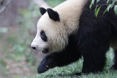 Küçük pandanın yüzünü kapatın, Chengdu Panda Üssü, Çin