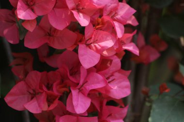 Tropik Çiçekler, Parlak Kırmızı, Bougainvillea 'Killie Campbell', Çiçekler