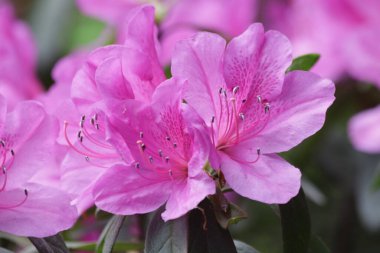 Yaz Konsepti, Açan Pembe Azalea Çiçekleri