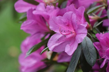 Yaz Konsepti, Açan Pembe Azalea Çiçekleri