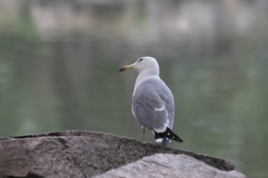 Gölün kenarındaki Güzel Deniz Martısını kapatın.