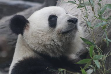 Dev Panda, Meng Lan, Biejing Hayvanat Bahçesi, Çin