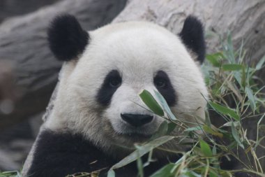 Dev Panda, Meng Lan, Biejing Hayvanat Bahçesi, Çin