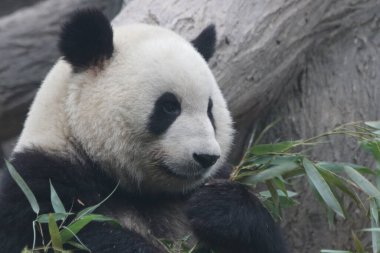 Erkek Panda, Meng Lan, Pekin Hayvanat Bahçesi, Çin