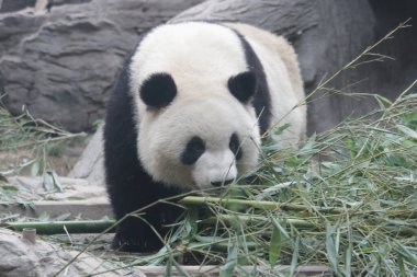 Erkek Panda, Meng Lan, Pekin Hayvanat Bahçesi, Çin