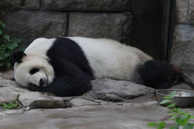 Pekin Hayvanat Bahçesi, Çin 'deki dev panda.