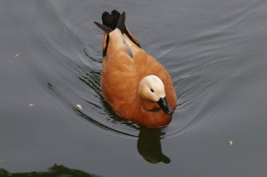 Golden Duck Ruddy Shelduck 'i kapatın. Siyah gagalı ve siyah kuyruklu Altın Açık Kahverengi Ördek.