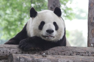 Pekin Hayvanat Bahçesi, Çin 'deki Dev Panda' yı kapatın.