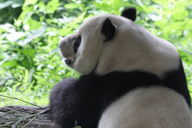 Pekin Hayvanat Bahçesi, Çin 'deki Dev Panda' yı kapatın.