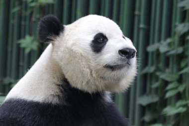 Pekin Hayvanat Bahçesi, Çin 'deki Dev Panda' yı kapatın.