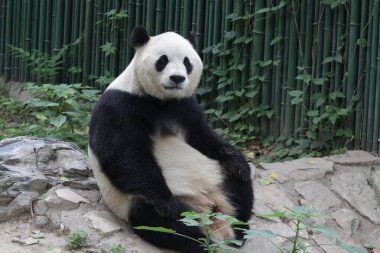 Pekin Hayvanat Bahçesi, Çin 'deki Dev Panda' yı kapatın.
