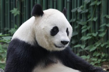 Pekin Hayvanat Bahçesindeki Dev Panda 'yı kapatın.