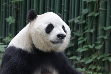 Pekin Hayvanat Bahçesindeki Dev Panda 'yı kapatın.