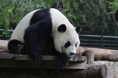 Pekin Hayvanat Bahçesindeki Dev Panda 'yı kapatın.