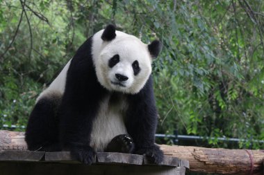 Pekin Hayvanat Bahçesindeki Dev Panda 'yı kapatın.