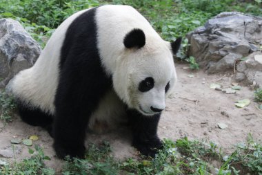 Pekin Hayvanat Bahçesindeki Dev Panda 'yı kapatın.