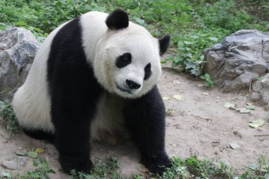Pekin Hayvanat Bahçesindeki Dev Panda 'yı kapatın.