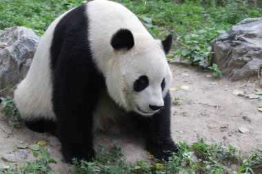 Pekin Hayvanat Bahçesindeki Dev Panda 'yı kapatın.