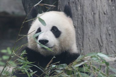 Pekin Hayvanat Bahçesindeki Dev Panda 'yı kapatın.