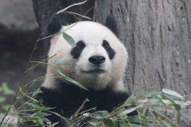 Pekin Hayvanat Bahçesindeki Dev Panda 'yı kapatın.