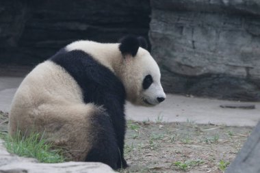 Pekin Hayvanat Bahçesindeki Dev Panda 'yı kapatın.