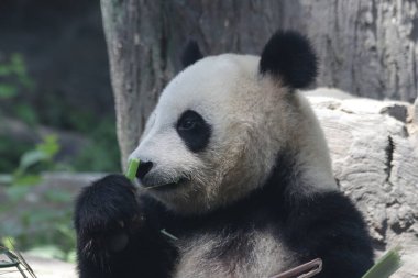 Pekin Hayvanat Bahçesi, Çin 'deki Dev Panda' yı kapatın.