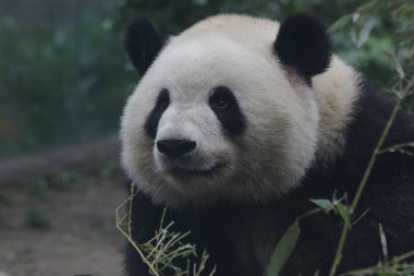 Pekin Hayvanat Bahçesi, Çin 'deki Dev Panda' yı kapatın.
