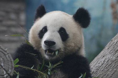 Pekin Hayvanat Bahçesi, Çin 'deki Dev Panda' yı kapatın.