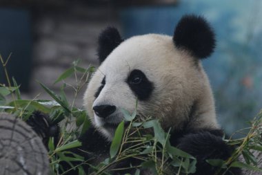 Pekin Hayvanat Bahçesi, Çin 'deki Dev Panda' yı kapatın.